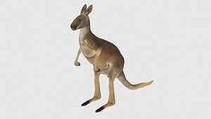 3D Low Poly Kangaroo Rigged With Realistic Texture model