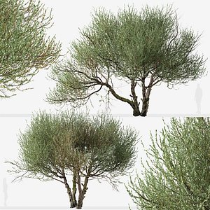 Set of Olive or Olea europaea Tree
