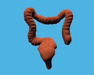 Intestine