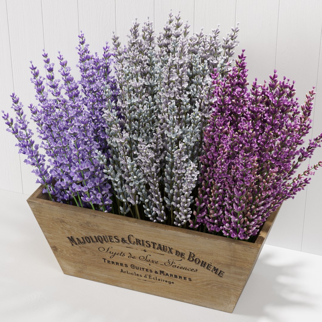 3D Lavender Box Model - TurboSquid 1561897