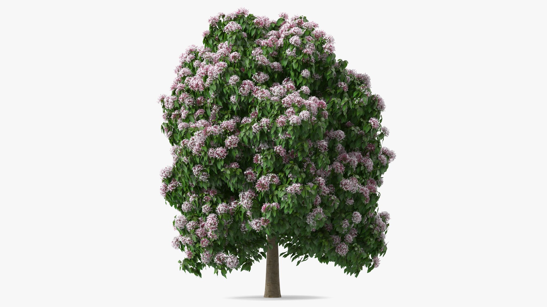 Starburst Bush Clerodendrum Quadriloculare 3D model preview
