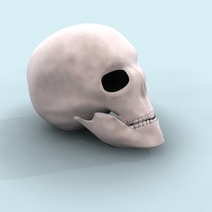 human skull 3d max