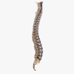 Human Spine Bones And Ligaments