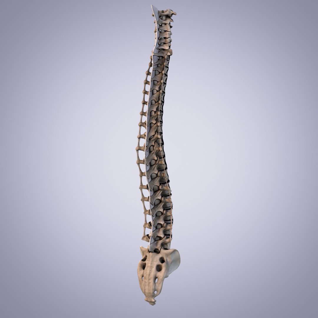 3d model human spine bones ligaments