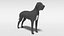 great dane dog model