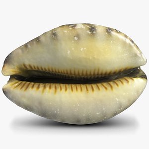 3d sea shell cypraeidae cowry model
