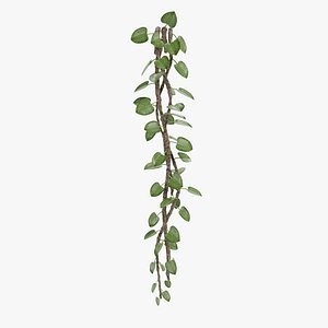 3D model liana plant