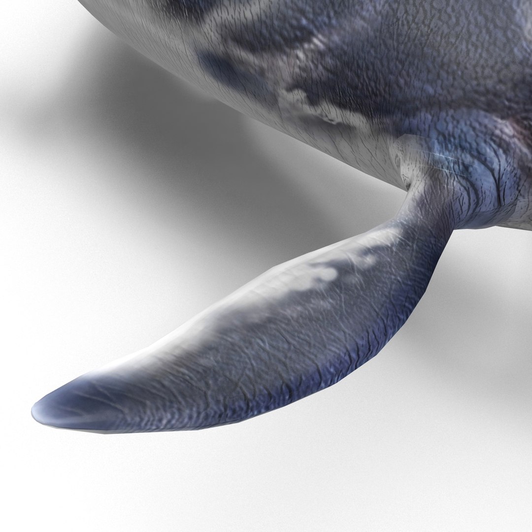 3ds kronosaurus pose 1 https://p.turbosquid.com/ts-thumb/BT/r68nb7/gnCnCXCP/kronosauruspose1_15/jpg/1410794752/1920x1080/fit_q87/af85f19c1ad4d97b74dfc541906584a4bd3757c6/kronosauruspose1_15.jpg