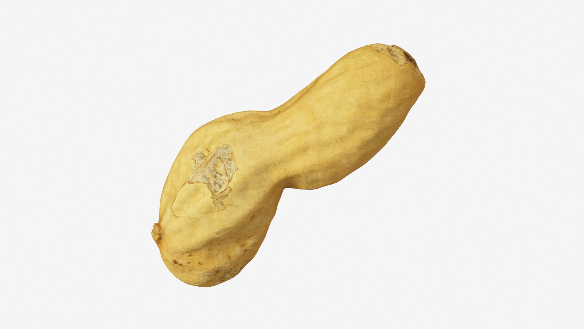Peanut 4 model https://p.turbosquid.com/ts-thumb/BT/snYPcH/VN/peanut4/jpg/1630850628/1920x1080/turn_fit_q99/01cca9c12c939d6d23dc39373547500c2c2db15a/peanut4-1.jpg