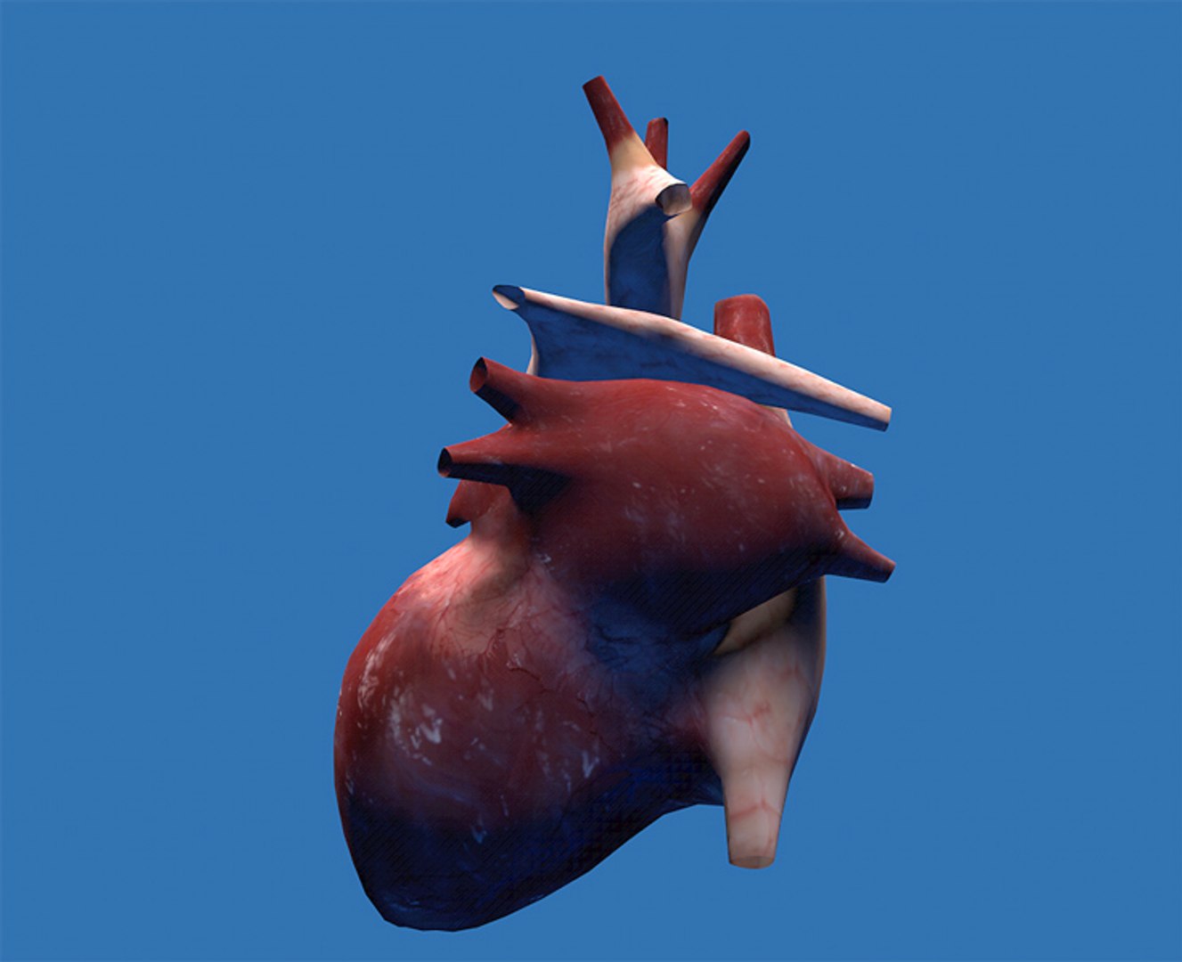 3d-real-heart