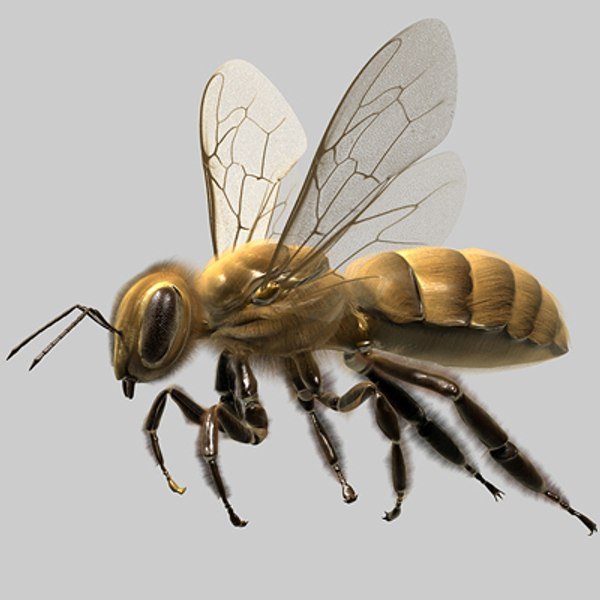 Stock Windows Bitmap bee flight flower