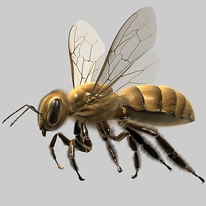 Bee