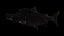Pink Salmon