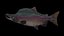 Pink Salmon