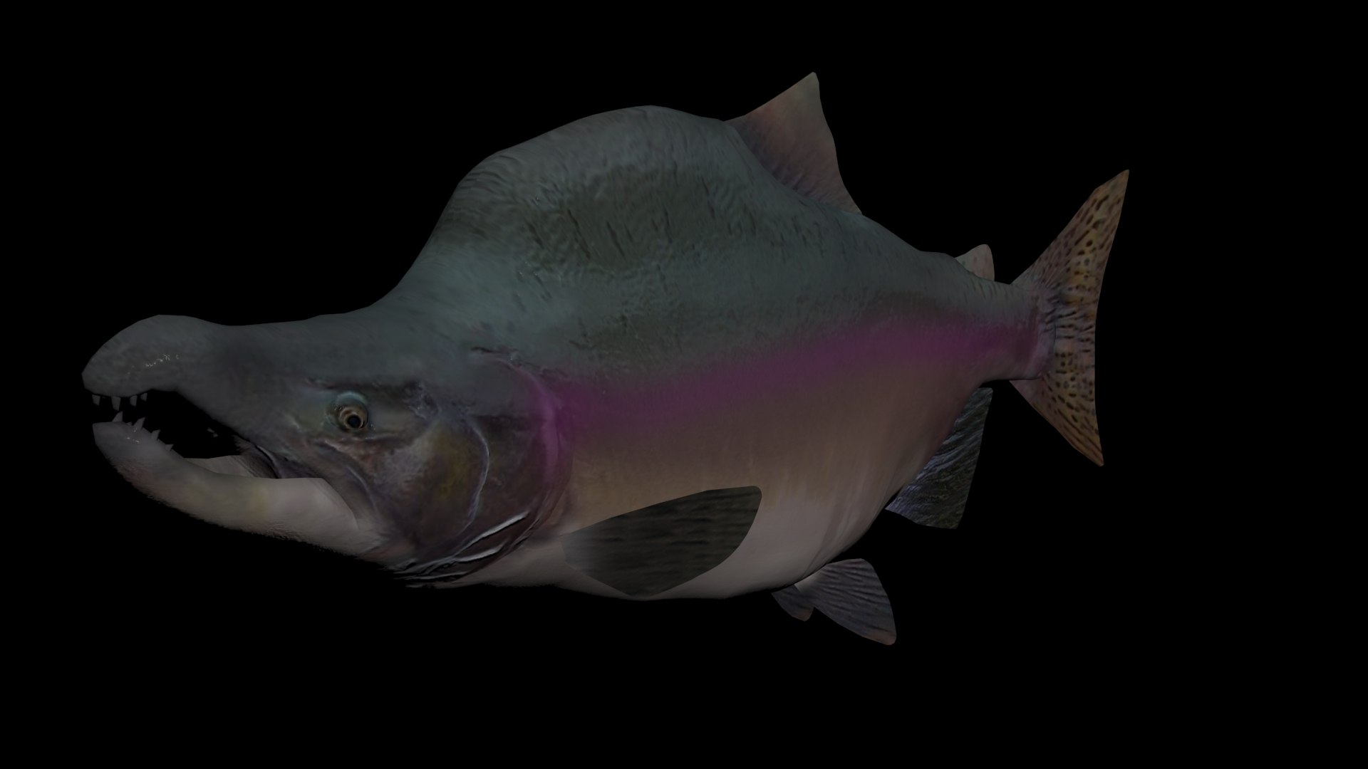 3D pink salmon https://p.turbosquid.com/ts-thumb/BU/82wOVh/nOqnRRPA/view_3/jpg/1528502827/1920x1080/fit_q87/441d231f2bd942f6e8b0fcbf19e8f1cf15db9cb4/view_3.jpg