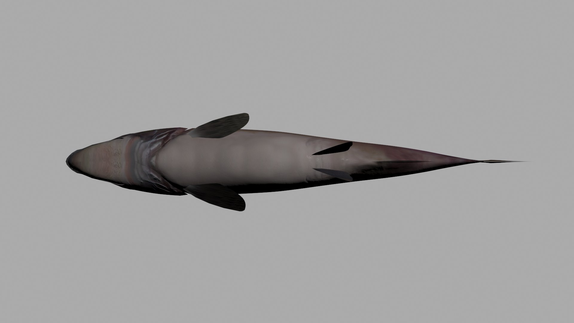 3D pink salmon https://p.turbosquid.com/ts-thumb/BU/82wOVh/sbyS7M5q/view_5/jpg/1528502827/1920x1080/fit_q87/870620c1fda5debcea168689938bb5441fe45337/view_5.jpg