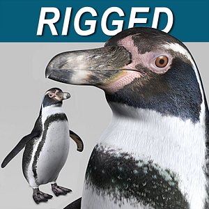 Humboldt Penguin