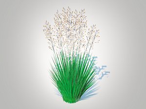 3D Festuca - Blue fescue