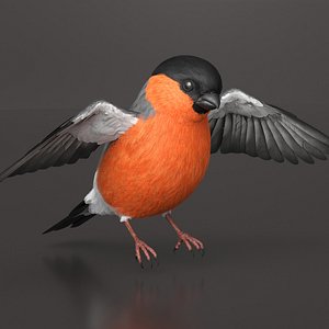 Bullfinch Male Bird Landing Animated Rigged for Maya 3D