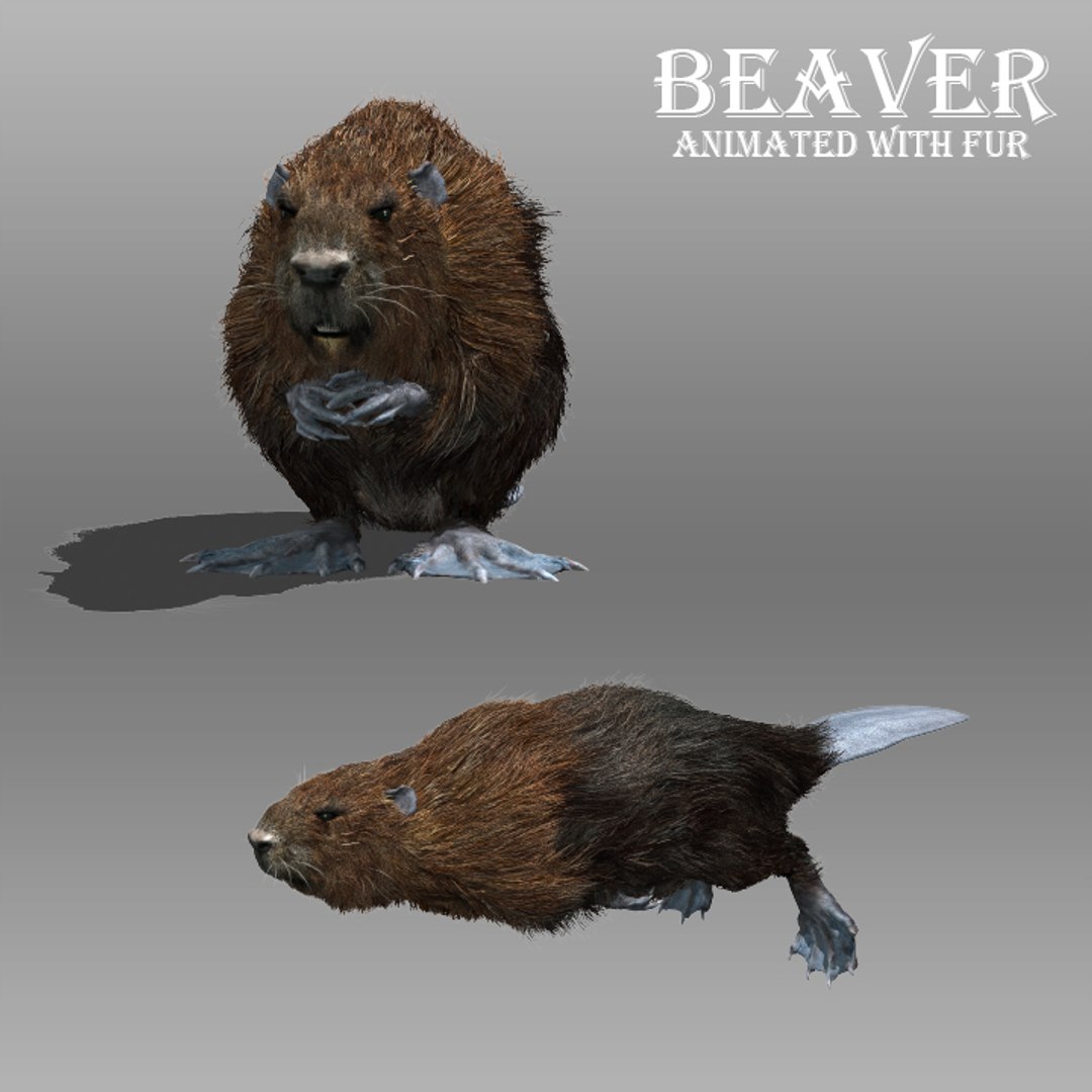 3D beaver fur model - TurboSquid 1231675