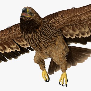 Imperial Eagle Flying