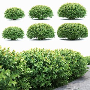 bushes spiraea 3D