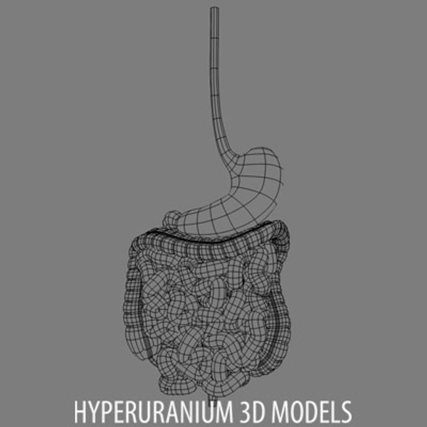 3d digestive intestine duodenum model