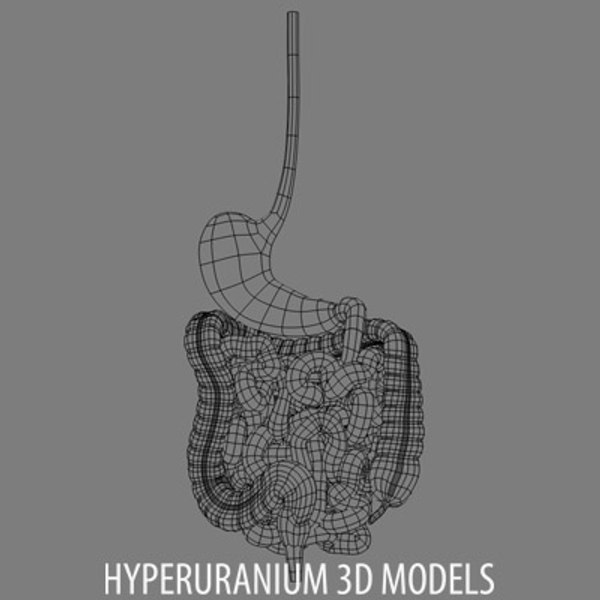 3d digestive intestine duodenum model