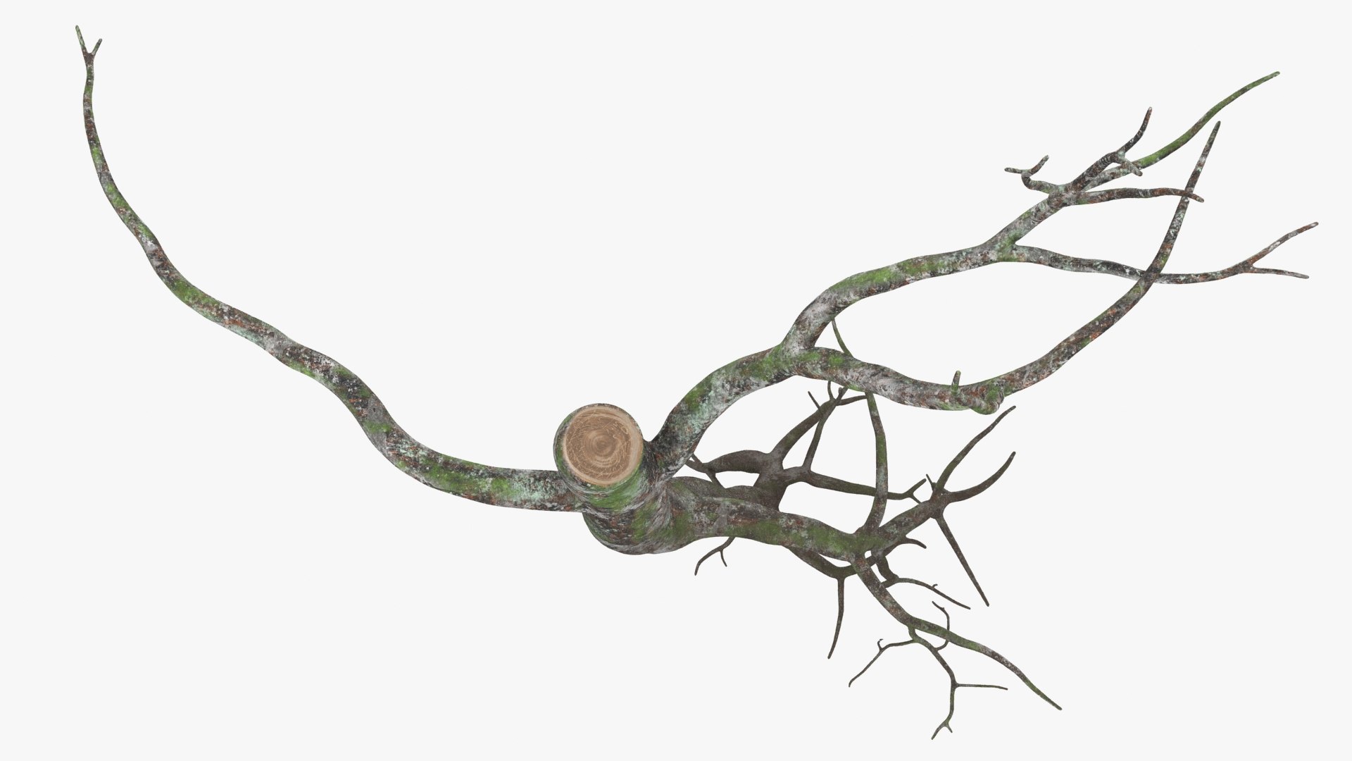 3D Model Tree Root 01 Color 2 - TurboSquid 2139565