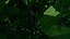 Tree - Burning Bush