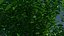 Tree - Burning Bush