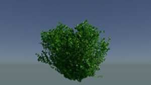 Tree - Burning Bush