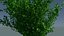 Tree - Burning Bush