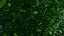Tree - Burning Bush