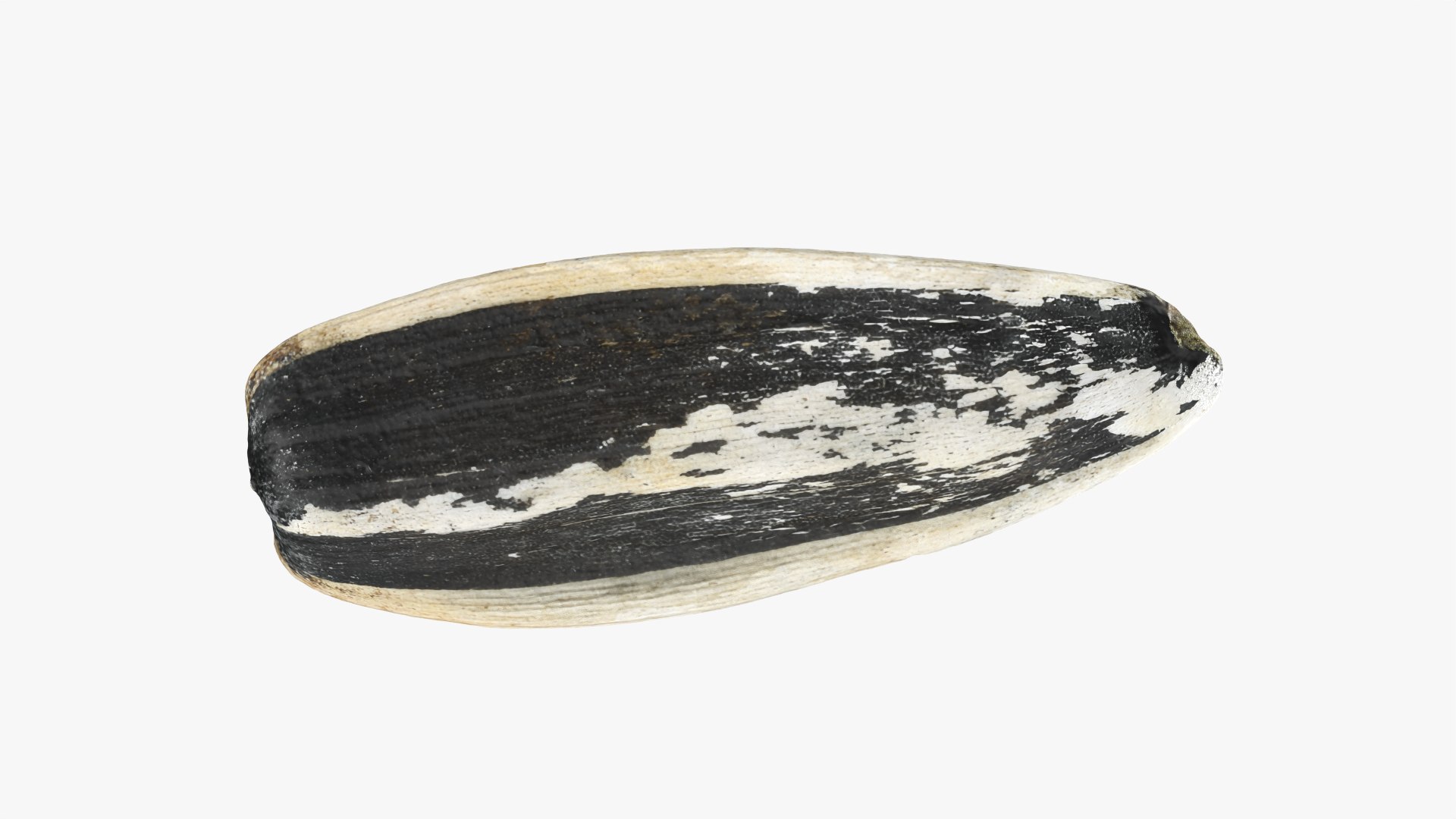Sunflower Seed 02 3D model https://p.turbosquid.com/ts-thumb/BV/gvFxTn/5d/sunflowerseed02_0007/png/1764572501/1920x1080/fit_q87/aba8873591bf3c4b8e720c1c5800e600b129655f/sunflowerseed02_0007.jpg