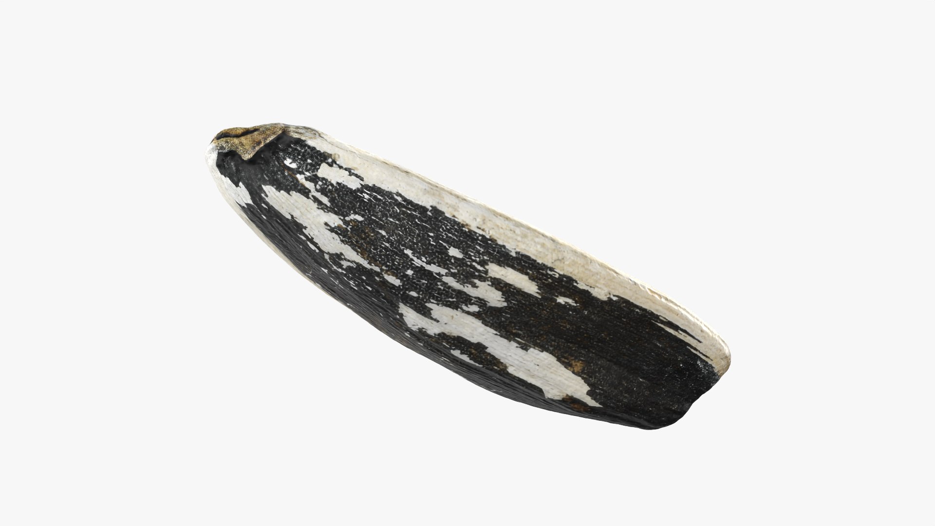 Sunflower Seed 02 3D model https://p.turbosquid.com/ts-thumb/BV/gvFxTn/8Y/sunflowerseed02_0010/png/1764572512/1920x1080/fit_q87/1e7290a3b18d60e8a281723bfbe6bfbda11101f4/sunflowerseed02_0010.jpg