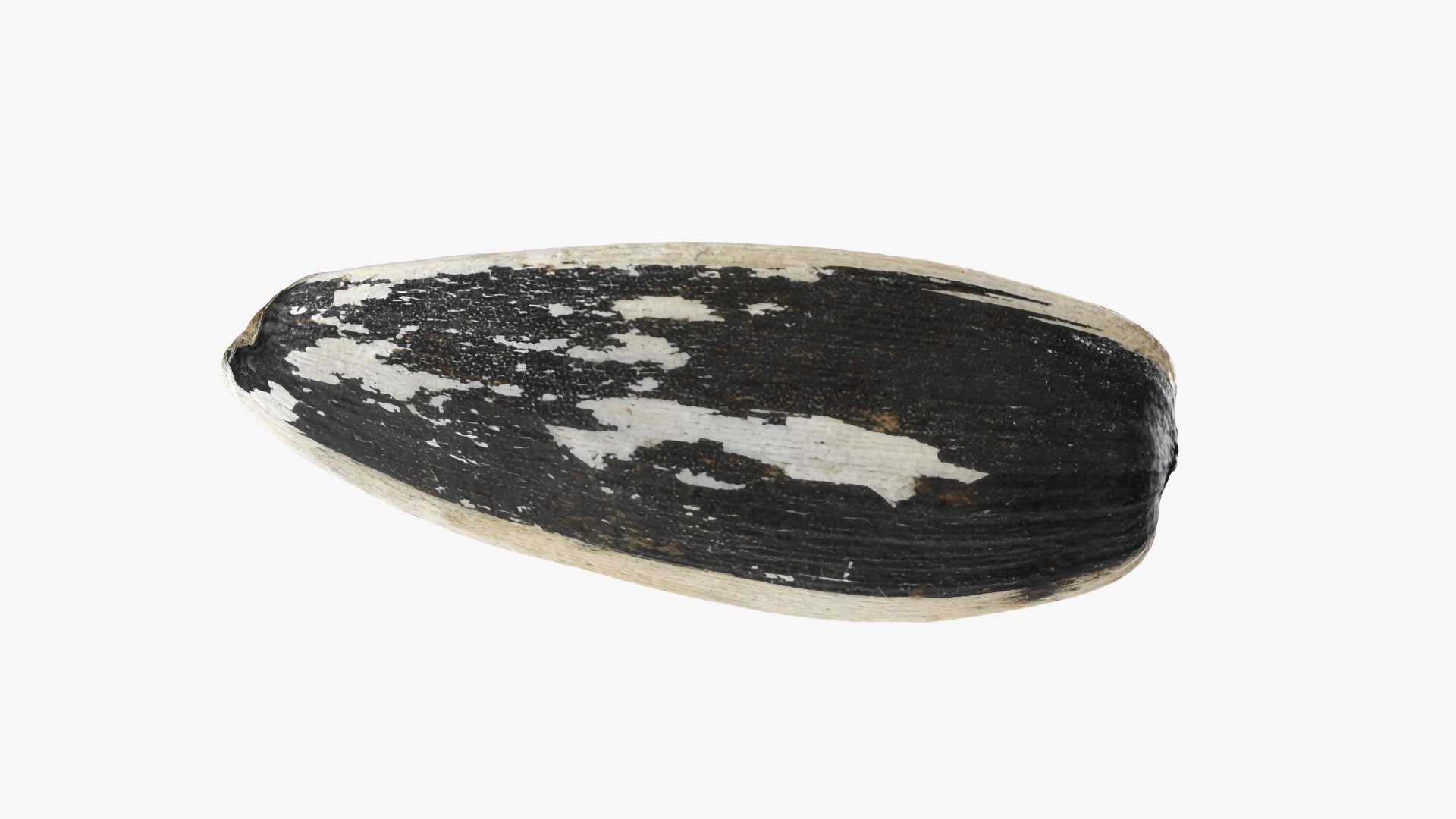Sunflower Seed 02 3D model https://p.turbosquid.com/ts-thumb/BV/gvFxTn/BU/sunflowerseed02_0012/png/1764572515/1920x1080/fit_q87/2f002f330b88297c633e83ee537314dc9c0f8b03/sunflowerseed02_0012.jpg