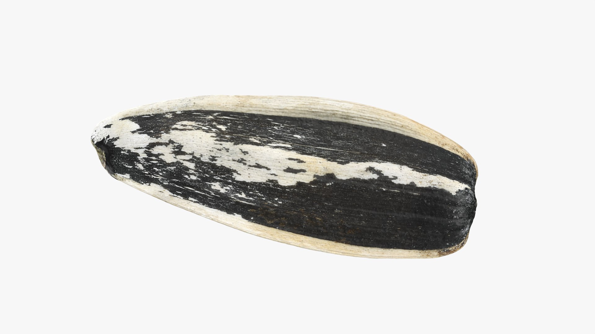 Sunflower Seed 02 3D model https://p.turbosquid.com/ts-thumb/BV/gvFxTn/IZ/sunflowerseed02_0011/png/1764572510/1920x1080/fit_q87/c0cbf8dea71edc034ddef9bf36e5a7481cf30fac/sunflowerseed02_0011.jpg