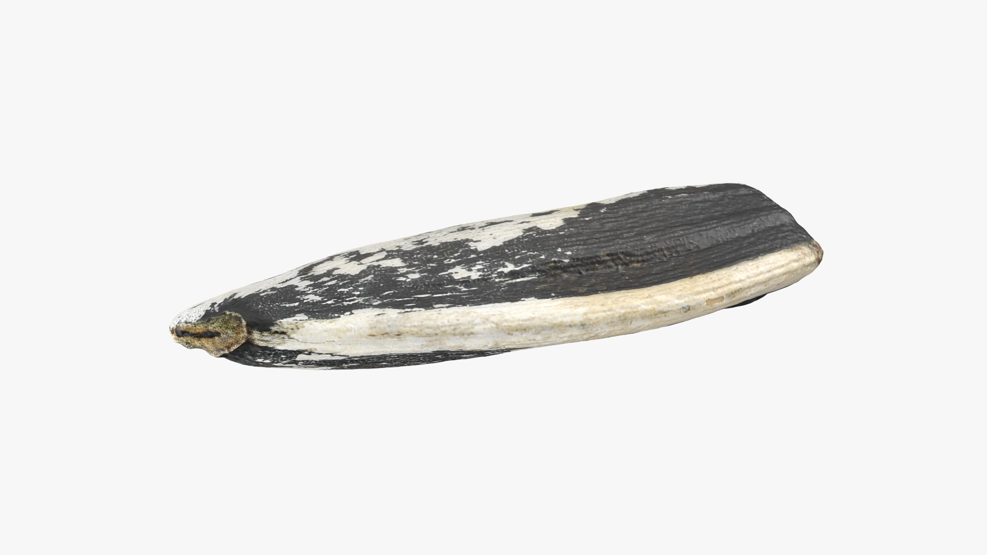 Sunflower Seed 02 3D model https://p.turbosquid.com/ts-thumb/BV/gvFxTn/JT/sunflowerseed02_0005/png/1764572500/1920x1080/fit_q87/b73d41457059420c03b3e22625e9dc3f4ffe1a40/sunflowerseed02_0005.jpg