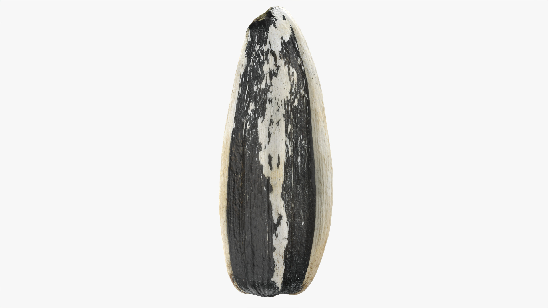 Sunflower Seed 02 3D model https://p.turbosquid.com/ts-thumb/BV/gvFxTn/MV/sunflowerseed02/png/1764602447/1920x1080/turn_fit_q99/d0a8693e2bf33c14ca1da4ea6b1947a9ab511dbc/sunflowerseed02-1.jpg