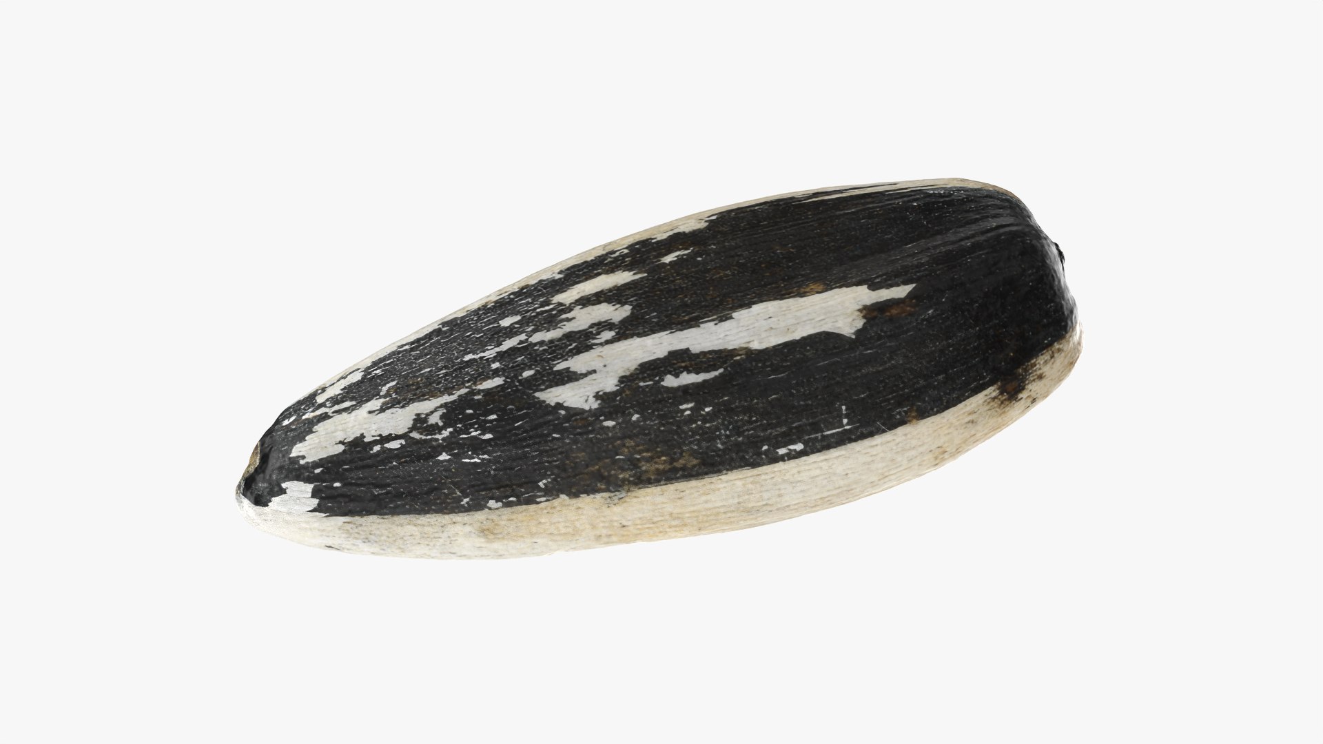 Sunflower Seed 02 3D model https://p.turbosquid.com/ts-thumb/BV/gvFxTn/QP/sunflowerseed02_0002/png/1764572495/1920x1080/fit_q87/5195b912baac7e5f8968bd748f6ec4e3767093f0/sunflowerseed02_0002.jpg