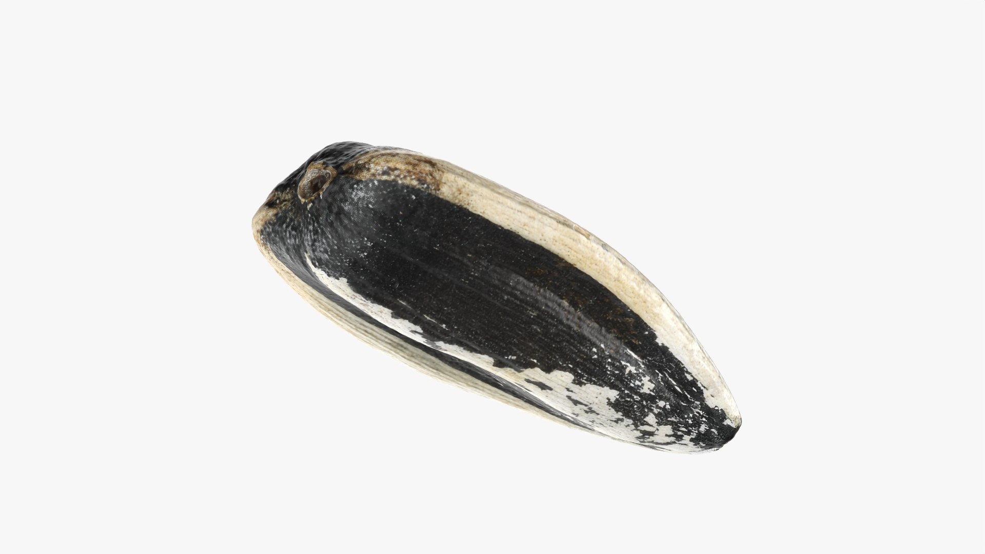 Sunflower Seed 02 3D model https://p.turbosquid.com/ts-thumb/BV/gvFxTn/Vg/sunflowerseed02_0009/png/1764572504/1920x1080/fit_q87/a3f057f37aca3f38d297c3835988908de018840b/sunflowerseed02_0009.jpg
