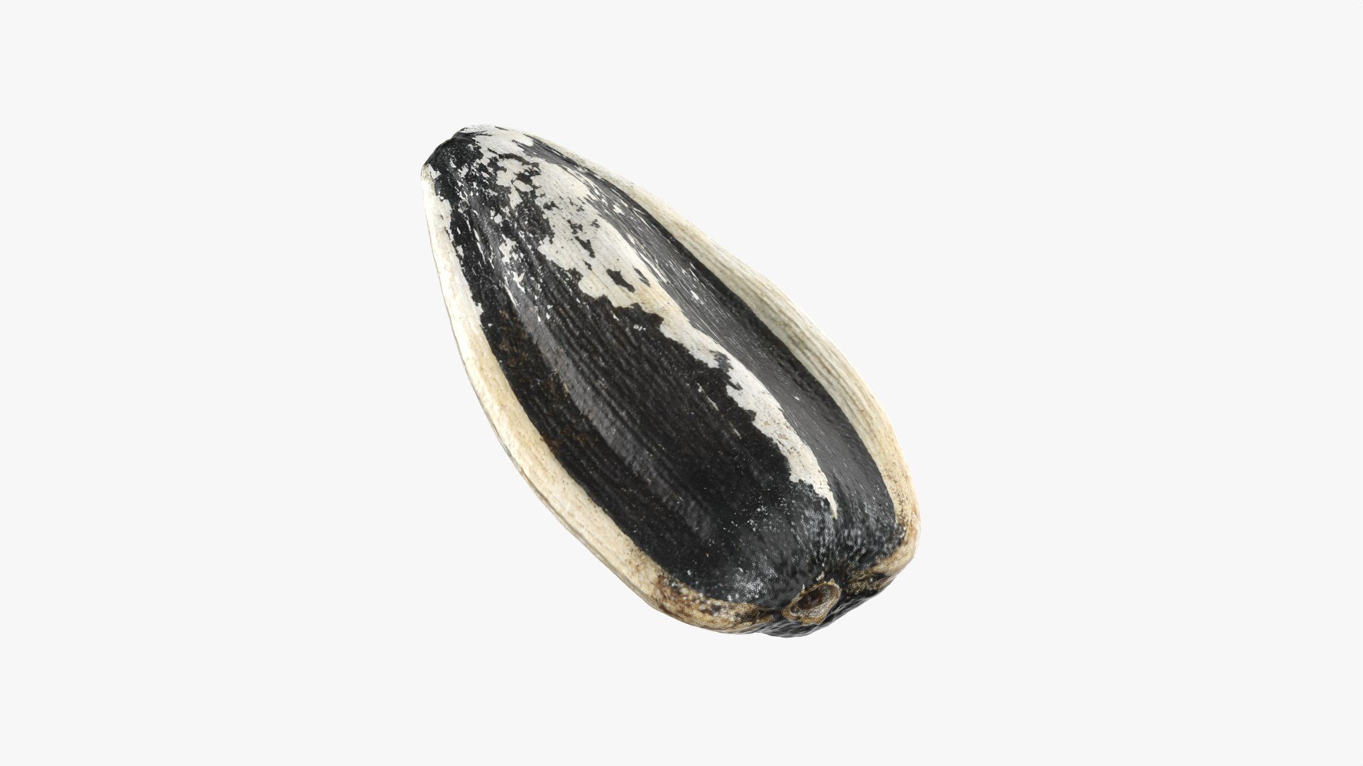 Sunflower Seed 02 3D model https://p.turbosquid.com/ts-thumb/BV/gvFxTn/Yj/sunflowerseed02_0008/png/1764572505/1920x1080/fit_q87/e3584ff7d4a0280738706394cf1571049169751c/sunflowerseed02_0008.jpg