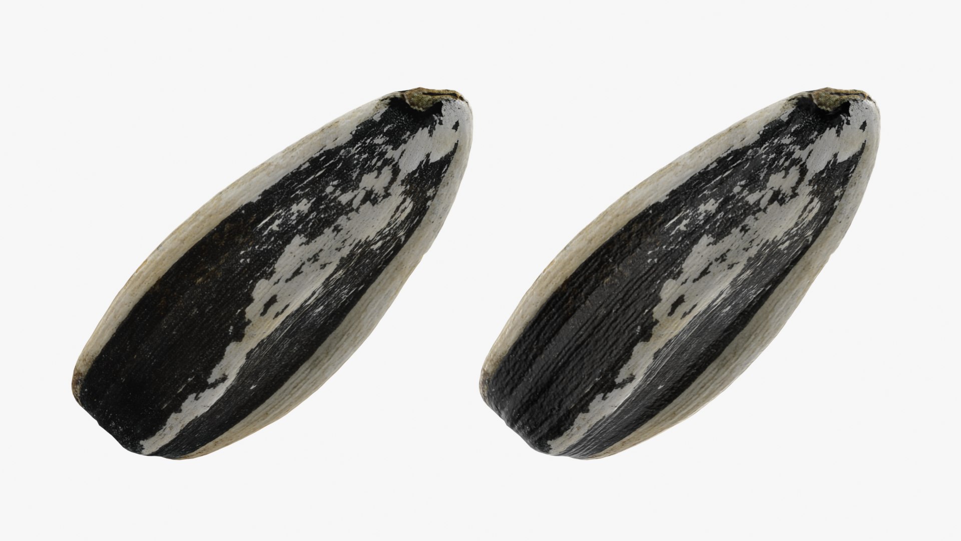 Sunflower Seed 02 3D model https://p.turbosquid.com/ts-thumb/BV/gvFxTn/er/sunflowerseed02_0001b/png/1764572492/1920x1080/fit_q87/16d9c29b133b2204ab52c25ea583cf2c5c405ba6/sunflowerseed02_0001b.jpg
