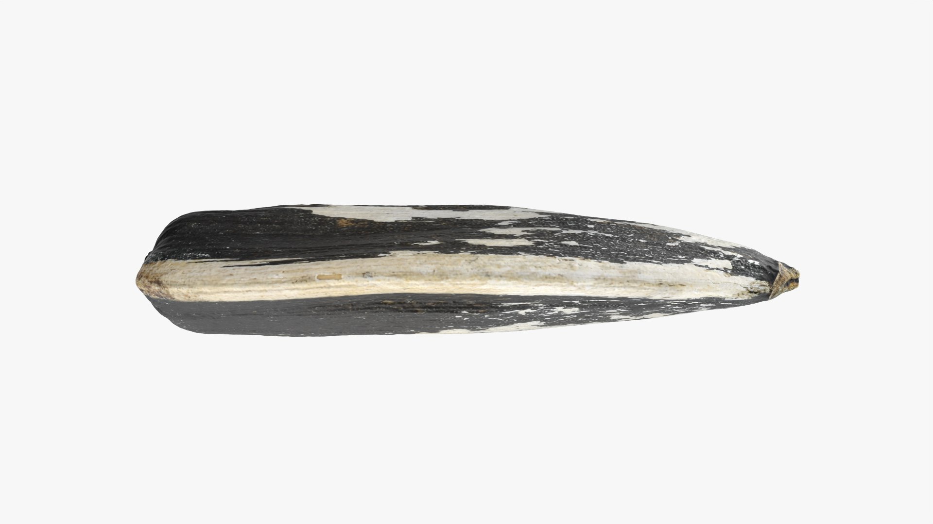 Sunflower Seed 02 3D model https://p.turbosquid.com/ts-thumb/BV/gvFxTn/i6/sunflowerseed02_0004/png/1764572497/1920x1080/fit_q87/b1171a434789674103211365721f08836996ddd6/sunflowerseed02_0004.jpg