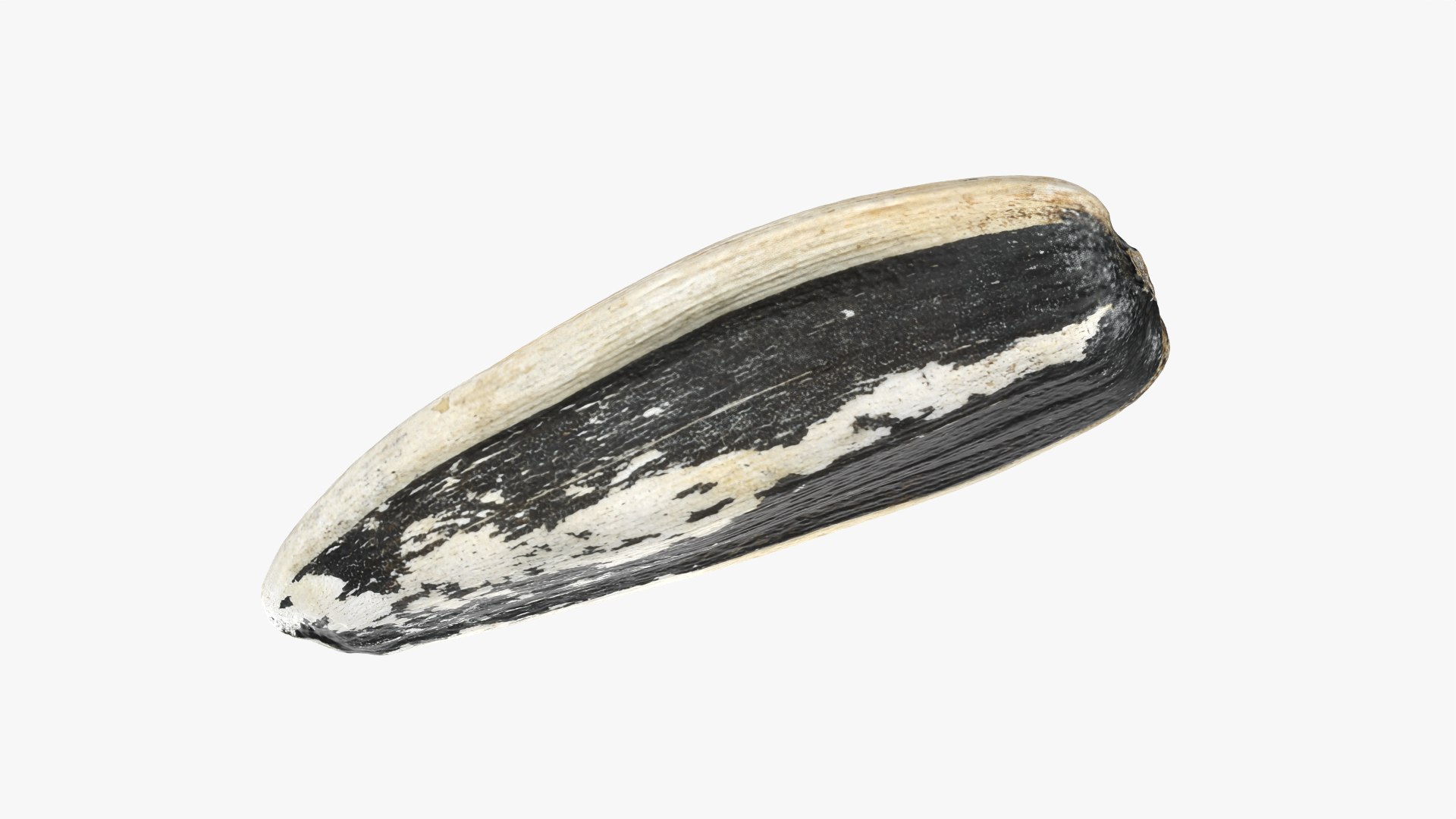 Sunflower Seed 02 3D model https://p.turbosquid.com/ts-thumb/BV/gvFxTn/ta/sunflowerseed02_0006/png/1764572512/1920x1080/fit_q87/4bd655e6490d96e4715a3e8a5900d944b894a1dc/sunflowerseed02_0006.jpg