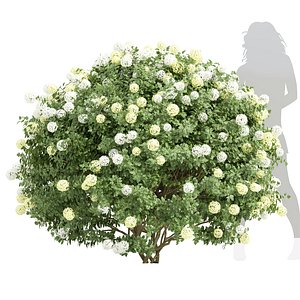 3D New Plant High detail Viburnum Opulus Roseum Bush