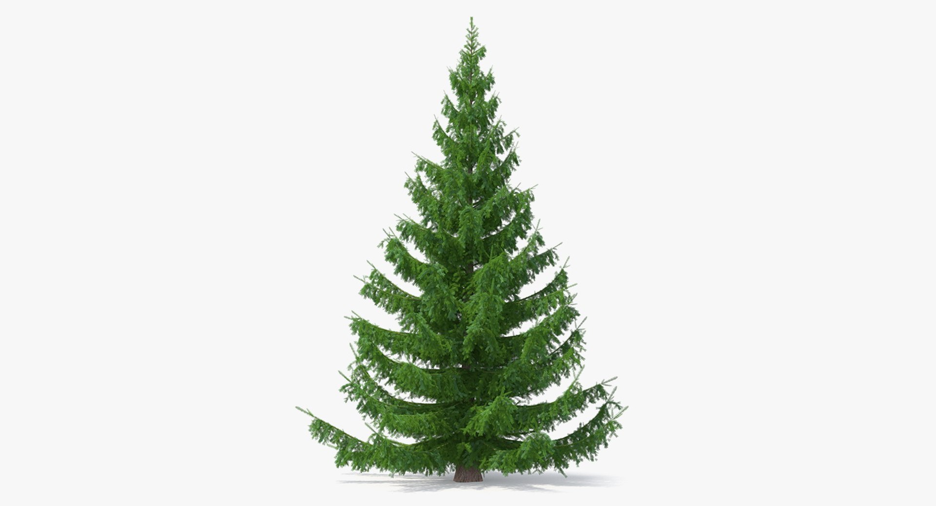 Norway Spruce 3D Model - TurboSquid 1434532