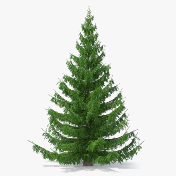 3D white spruce tree model - TurboSquid 1434862