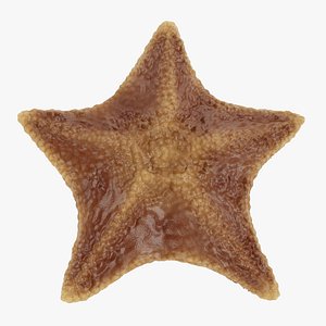 bat starfish 3D